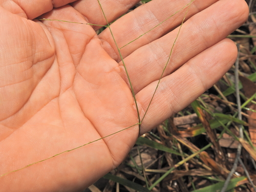 Image of Ottochloa gracillima by (c) Scott W. Gavins, some rights reserved (CC BY)