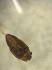 Corylophidae