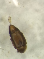 Corylophidae