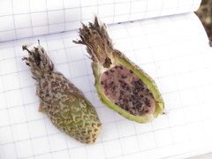 Ferocactus recurvus recurvus