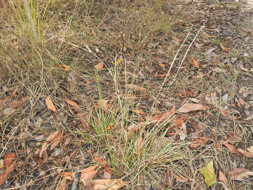 Image of Panicum effusum by (c) Scott W. Gavins, some rights reserved (CC BY)