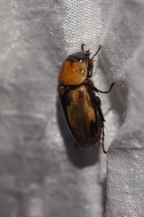 Mimeoma acuta