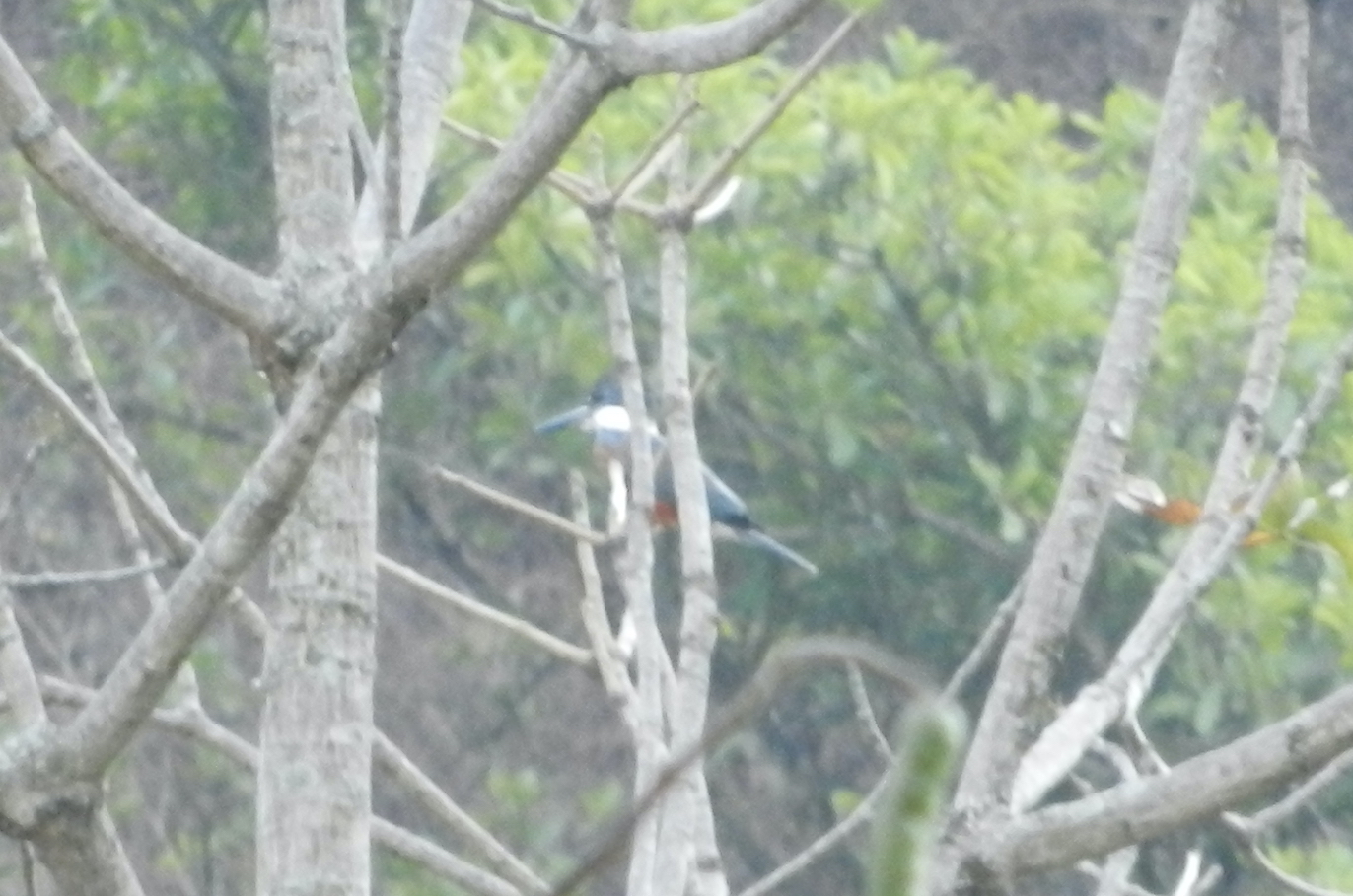 Megaceryle image