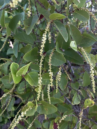 Coccoloba microstachya