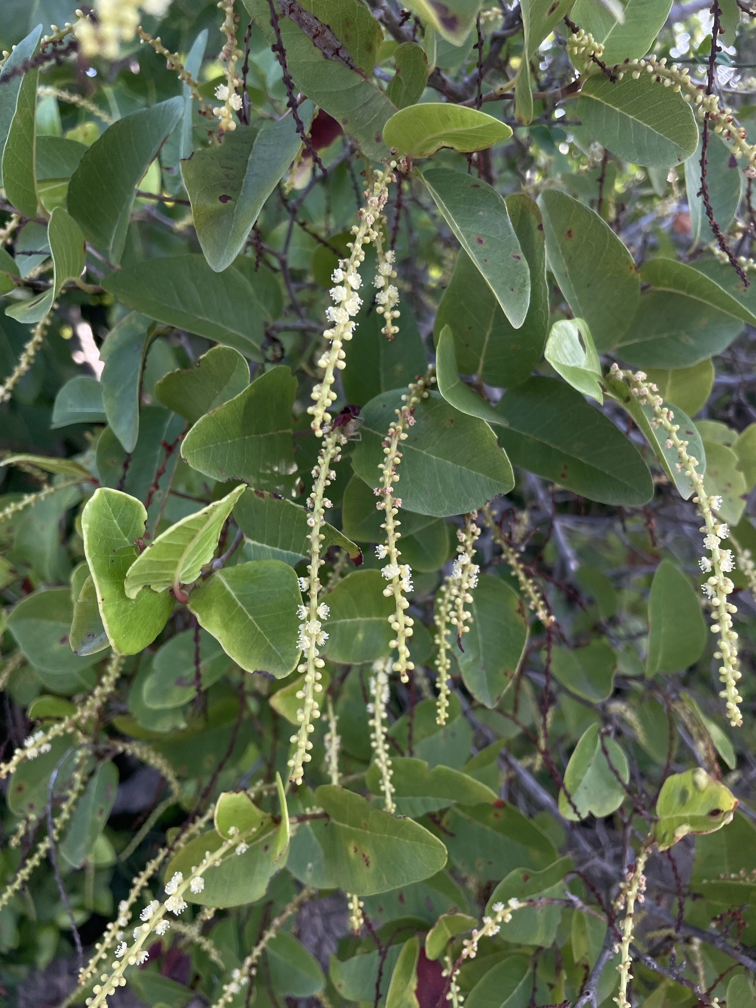 Coccoloba microstachya