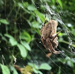 Araneus ventricosus