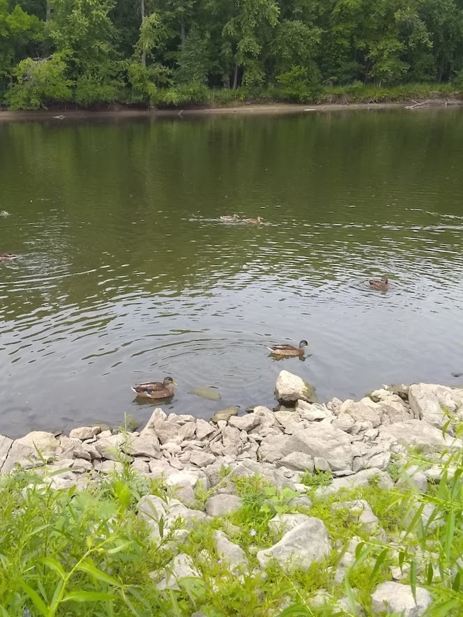 Mallard from Hills, IA, USA on August 3, 2023 at 1152 PM by lea711