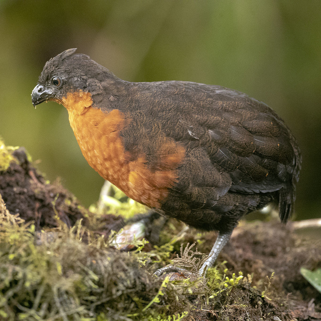 Dark-backed Wood-Quail photo