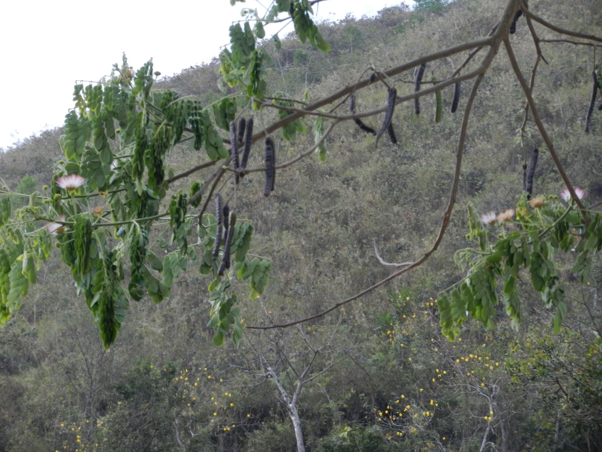 Samanea image