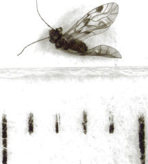 Euryphallus stigmaticus