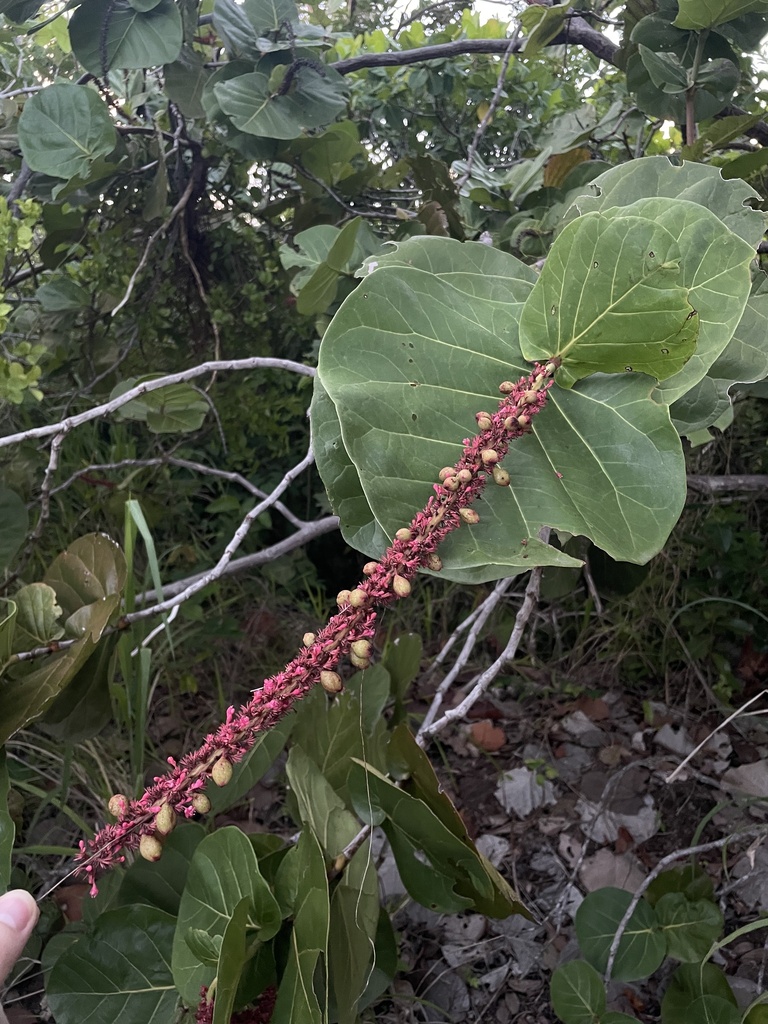 Coccoloba rugosa × uvifera