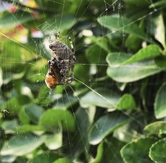 Araneus ventricosus