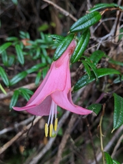 Philesia magellanica