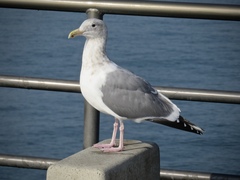 Larus glaucescens × occidentalis
