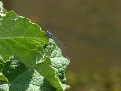 Austrolestes colensonis