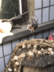 Araneus ventricosus