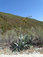 Agave antillarum