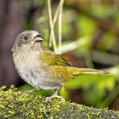 Chlorospingus semifuscus