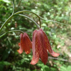 Fritillaria recurva