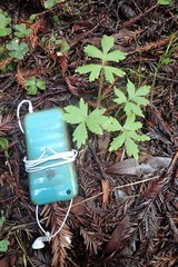 Hydrophyllum tenuipes