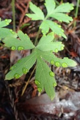 Hydrophyllum tenuipes
