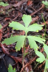 Hydrophyllum tenuipes