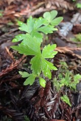 Hydrophyllum tenuipes