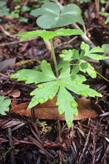 Hydrophyllum tenuipes
