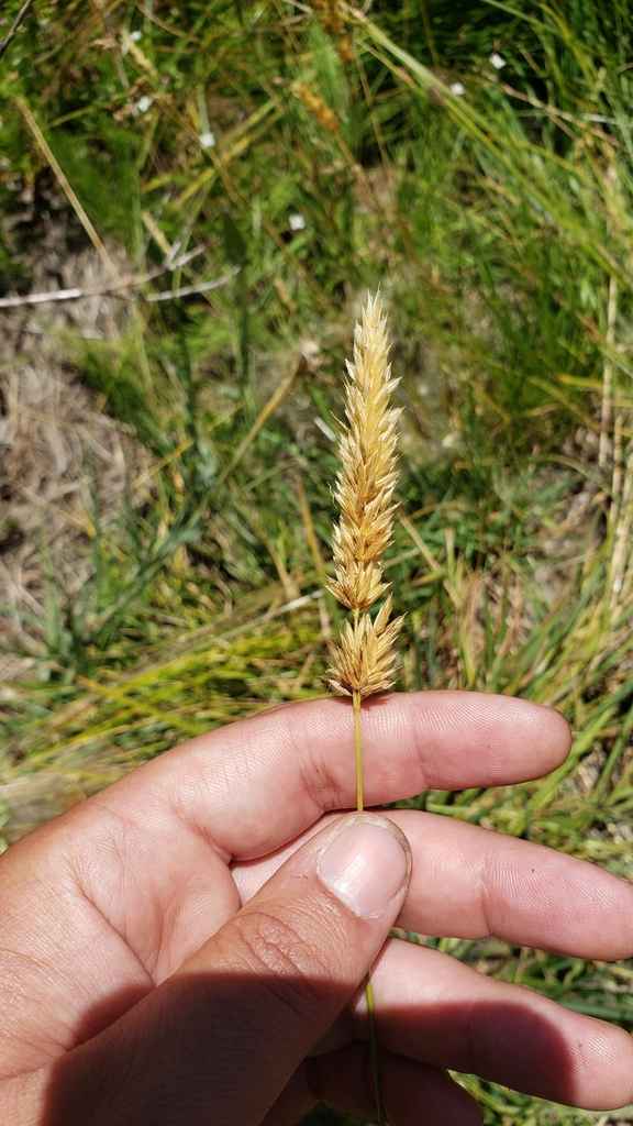 sweet-vernal-grass-in-august-2023-by-shane-hanofee-inaturalist