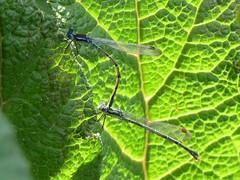 Austrolestes colensonis