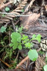 Nemophila parviflora
