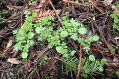 Nemophila parviflora