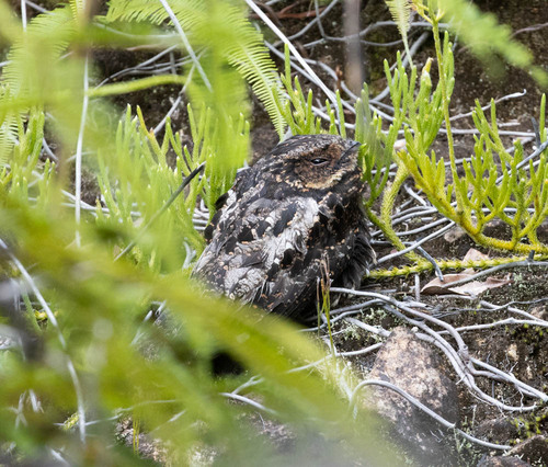 Satanic Nightjar (Eurostopodus diabolicus), photo 5