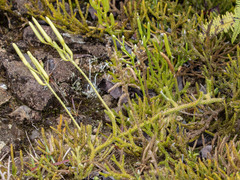 Lycopodium japonicum, photograph (c) avocat, some rights reserved (CC BY)