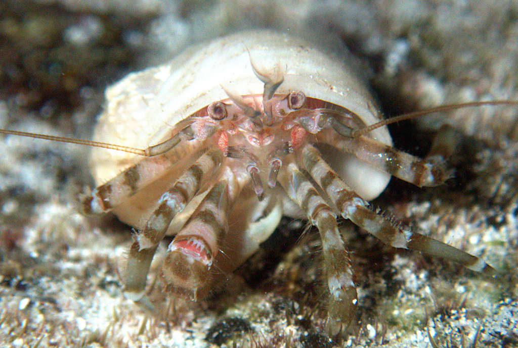 Pagurixus tweediei