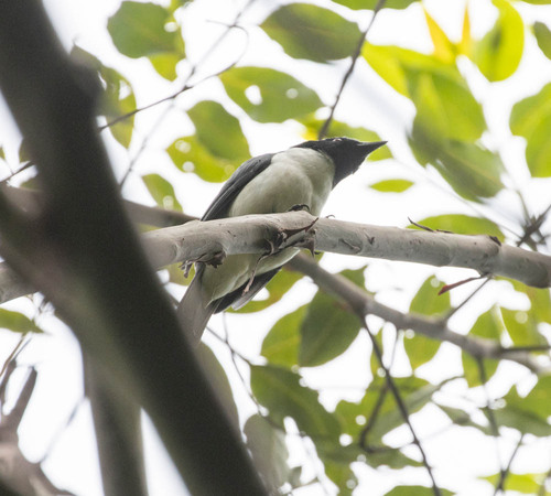 Pygmy Cuckooshrike (Celebesica abbotti), photo 4