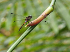 Cannaphila