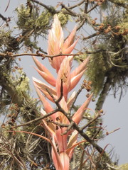 Tillandsia bourgaei