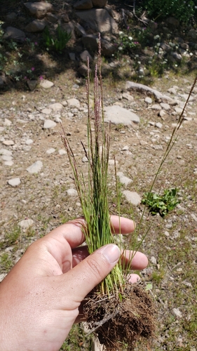 Agrostis variabilis observed 2023-08-05
