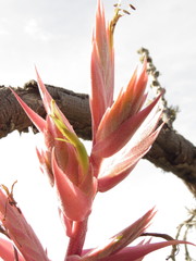 Tillandsia bourgaei