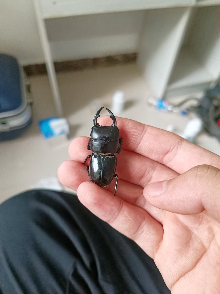 Dorcus katsurai