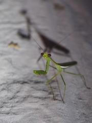 Stagmomantis theophila