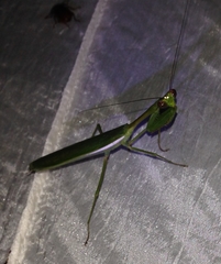Stagmomantis theophila