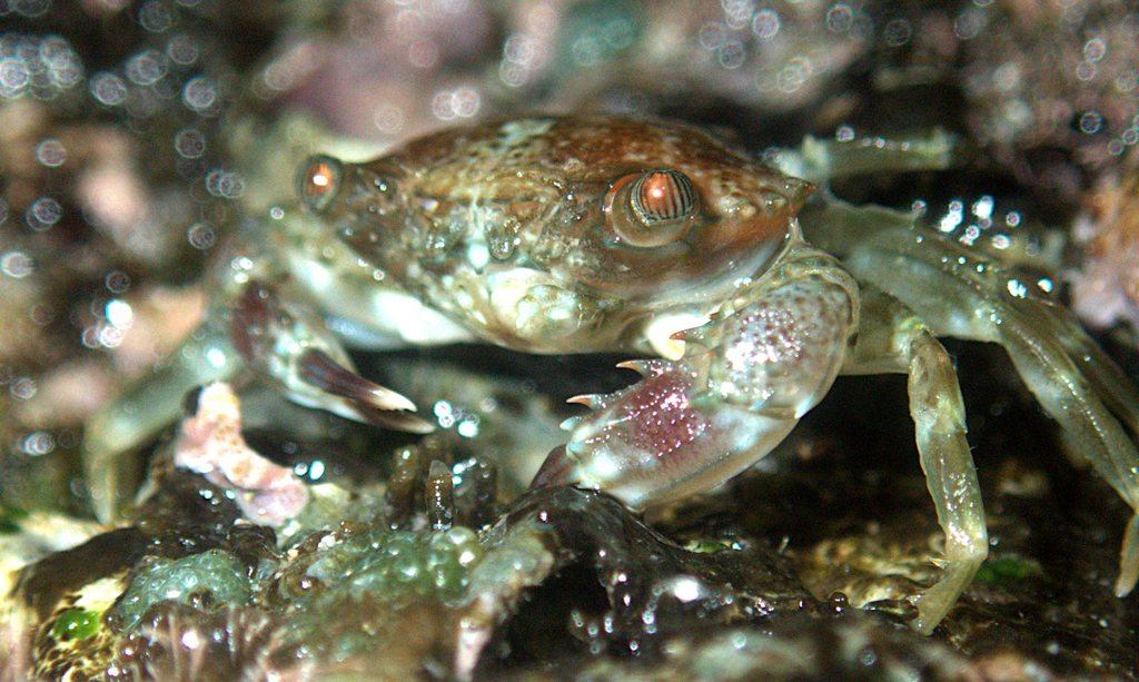 Thalamita gatavakensis
