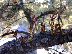 Arceuthobium vaginatum cryptopodum