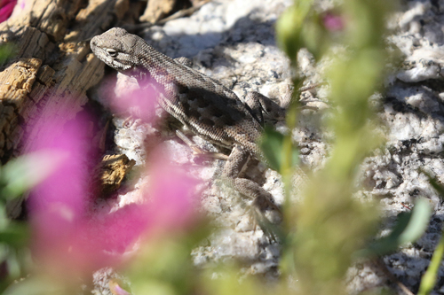 iNaturalist observation photo of Common Sagebrush Lizard