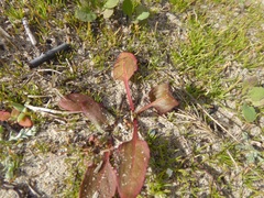 Rumex spinosus