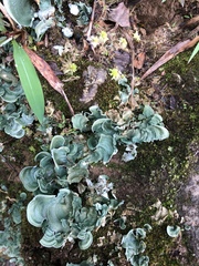 Cora glabrata