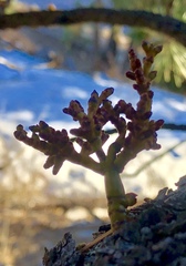 Arceuthobium vaginatum cryptopodum