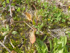 Rumex spinosus